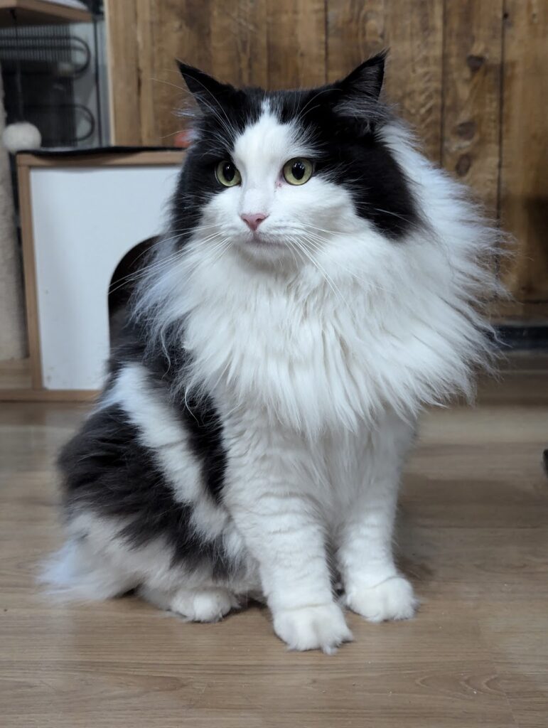 Oreo the cat from B'Aristokat Kortrijk