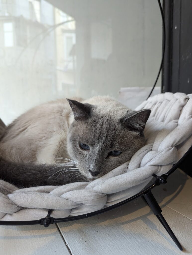 Sphinx the cat from B'Aristokat Kortrijk