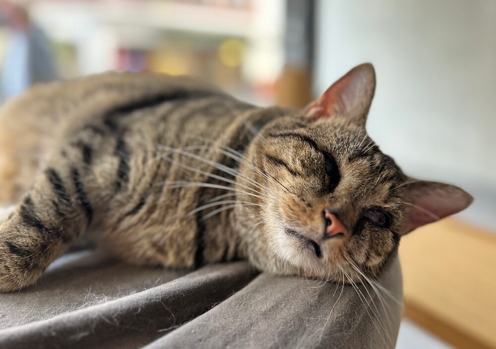 Stevie the cat from B'Aristokat Kortrijk