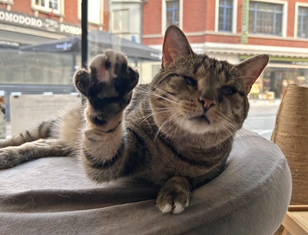 Stevie the cat from B'Aristokat in Kortrijk