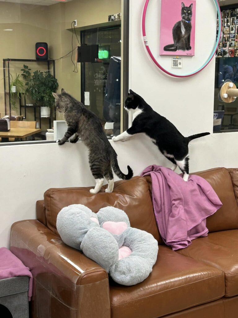 The Cattitude Café