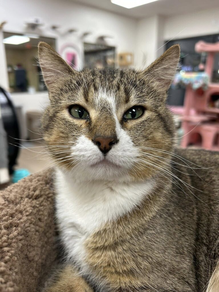 Gilbert of The Cattitude Cat Café in South Dakota