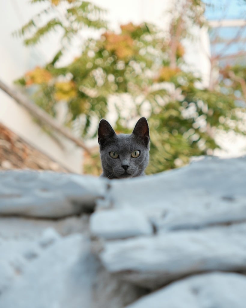 Tinos cats