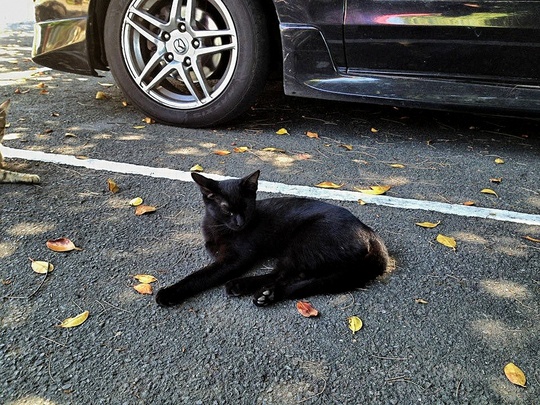 Taipei cat
