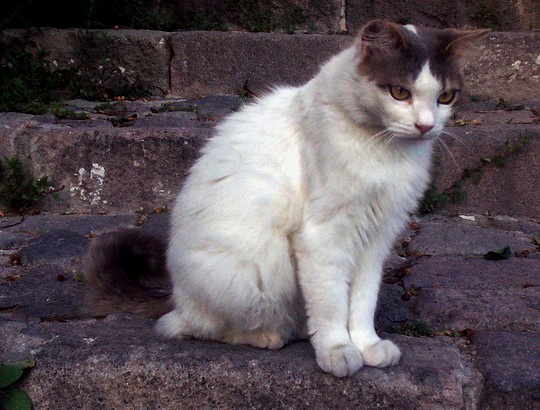Molyvos cat