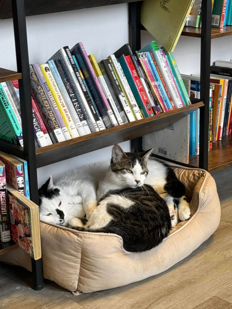 Books & Meows in Davenport