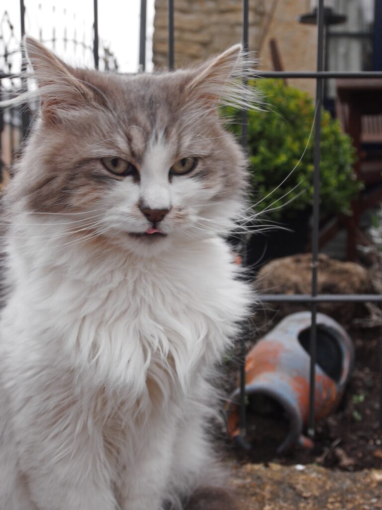 Chassepierre chats