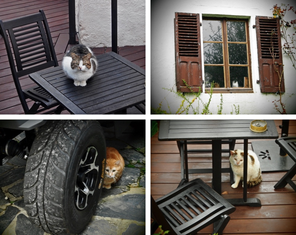 chats Ardennes