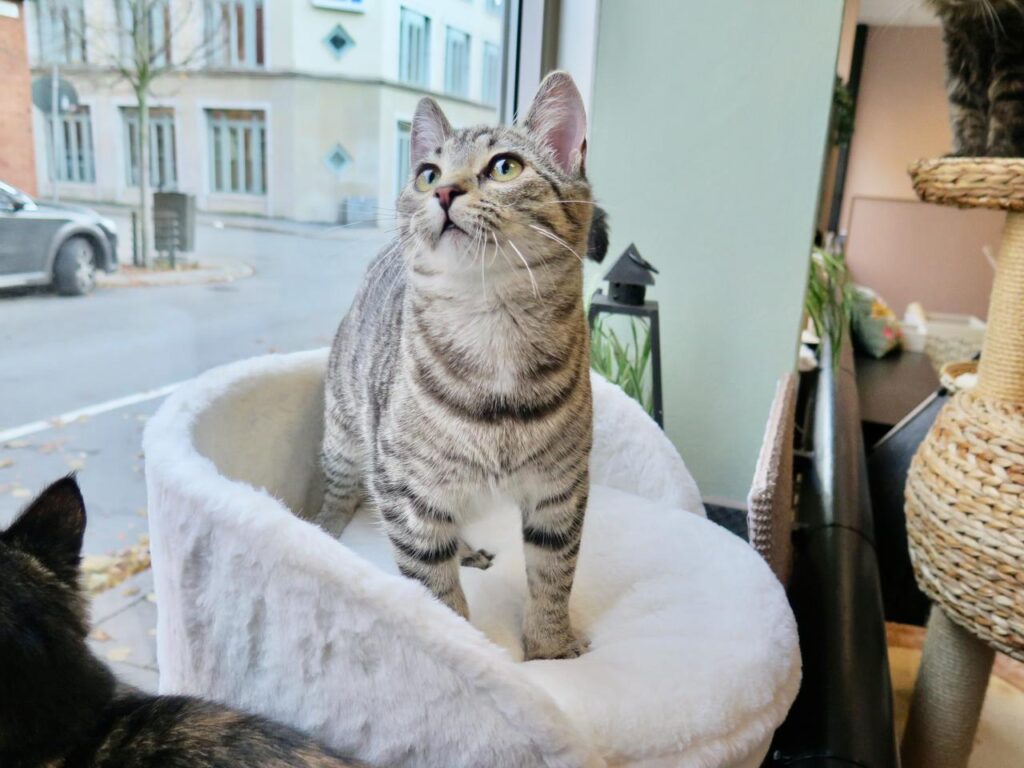 Finduzz Catcafe