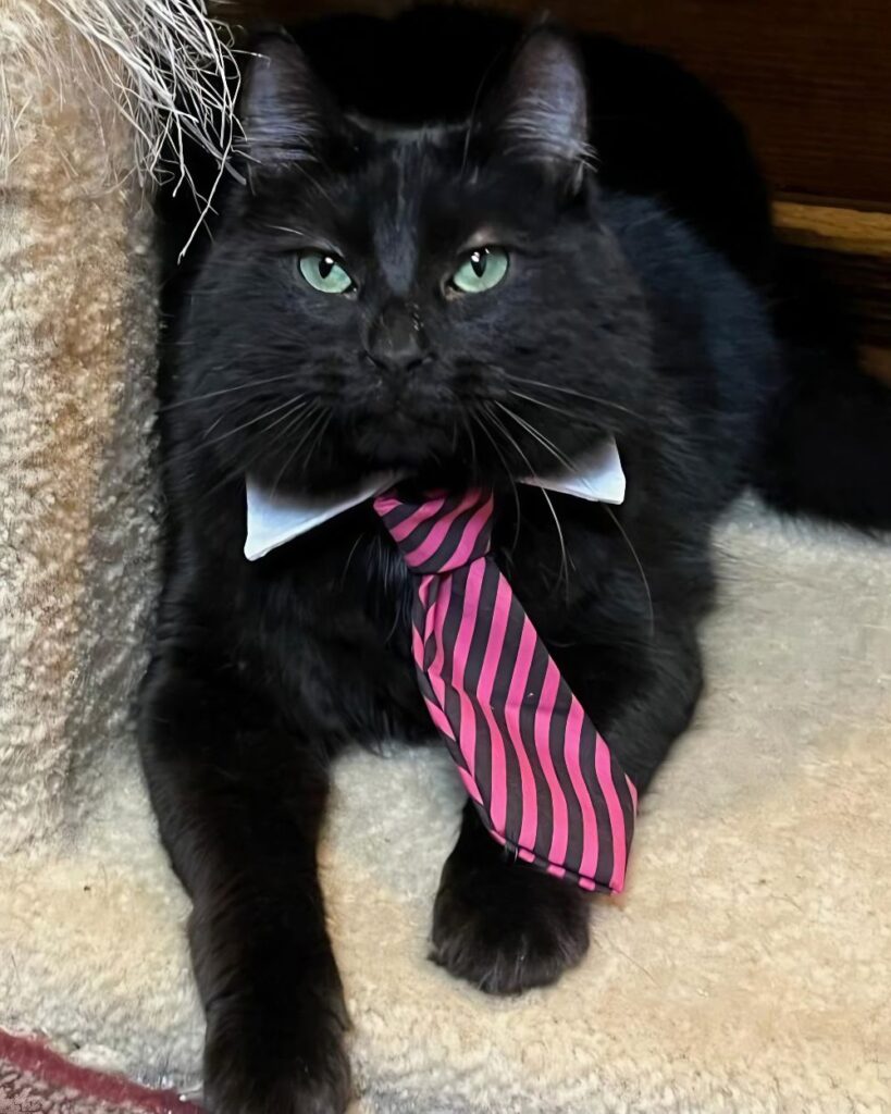 Purr Catfe in Fayetteville