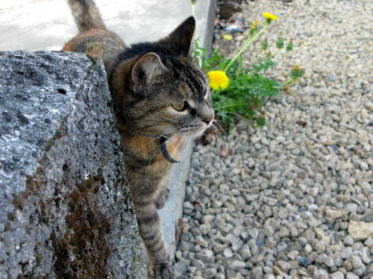 tabby cats
