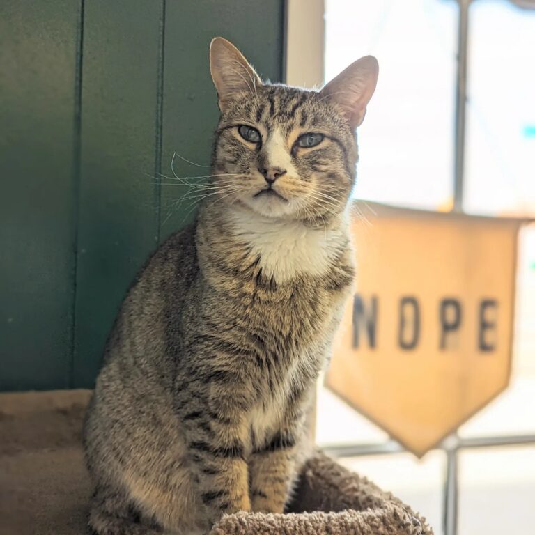 The Twisted Whisker, one of the cat cafes in Mississippi
