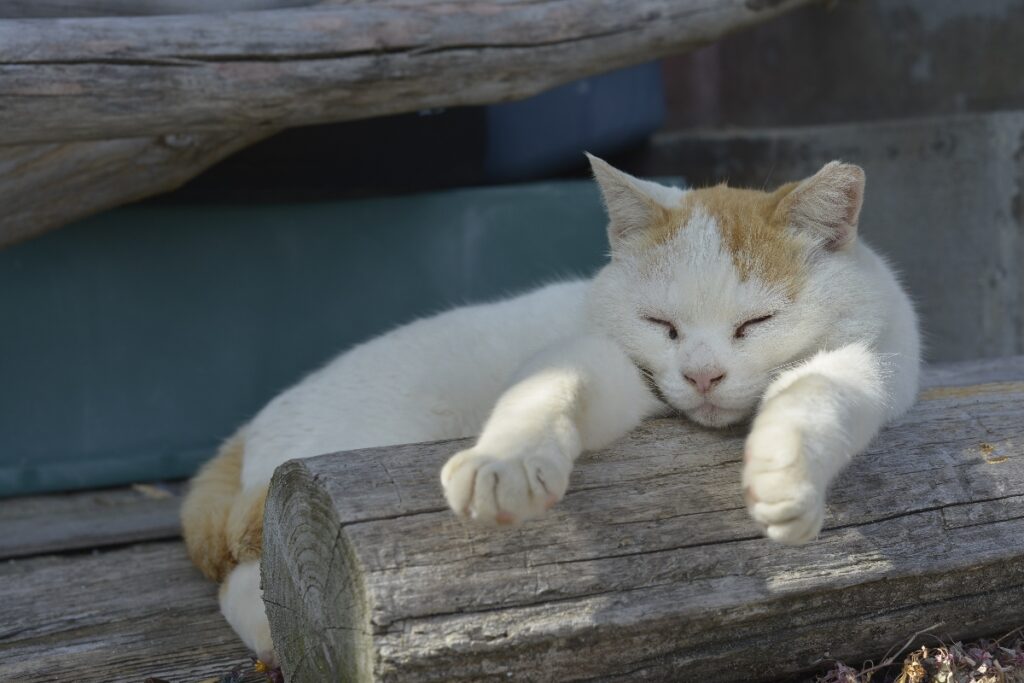 cat island Aoshima