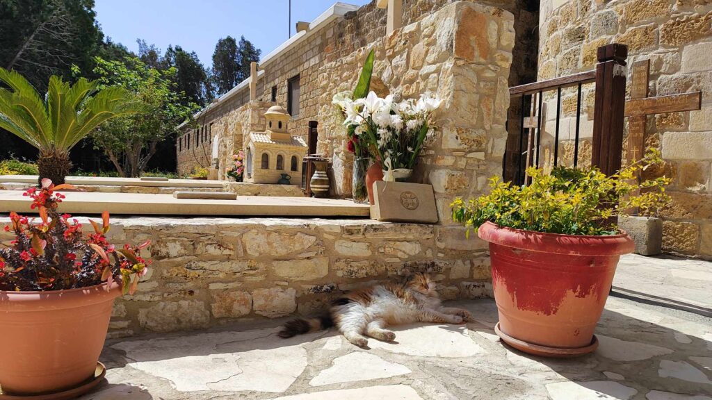 cats monastery in Cyprus
