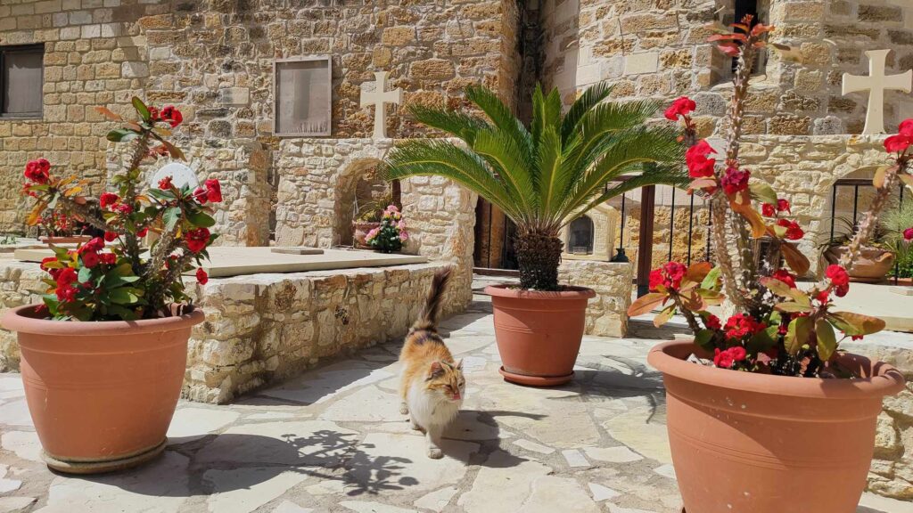 cats monastery in Cyprus