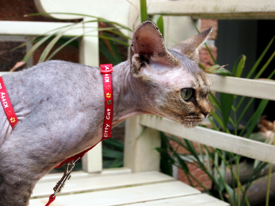 devon rex kat