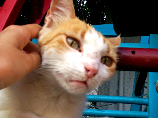 Lesbos cat