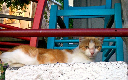 Molyvos cat