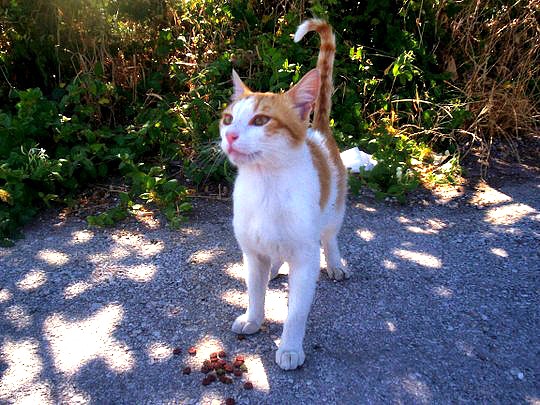 Molyvos Lesbos cat
