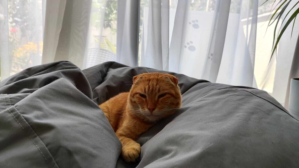 Sammy the cat
