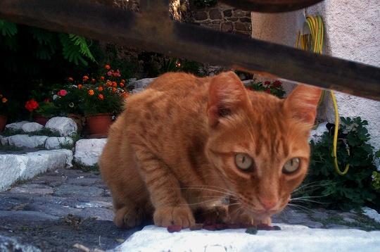 stray cats Anaxos Lesbos