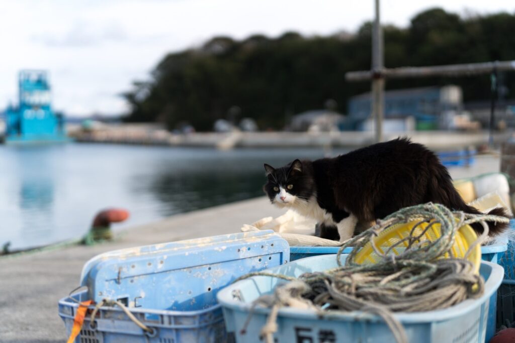 Tashirojima