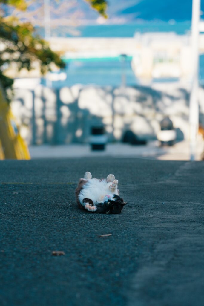 Tashirojima Japan cat island