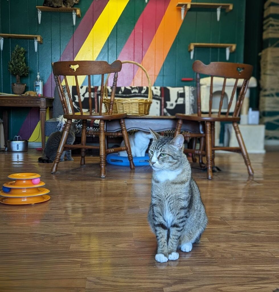 The Twisted Whisker in Tupelo