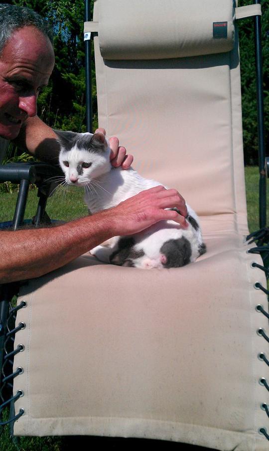 Long Island cats
