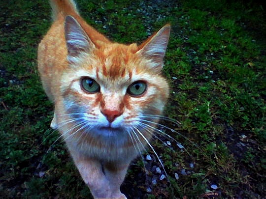 chat roux