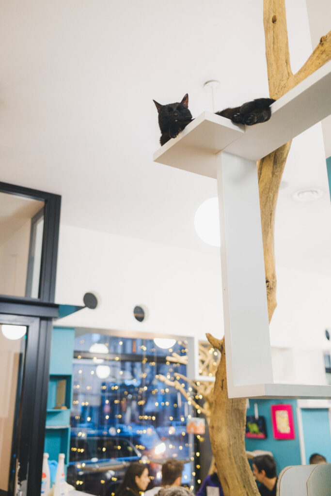 Milan cat café