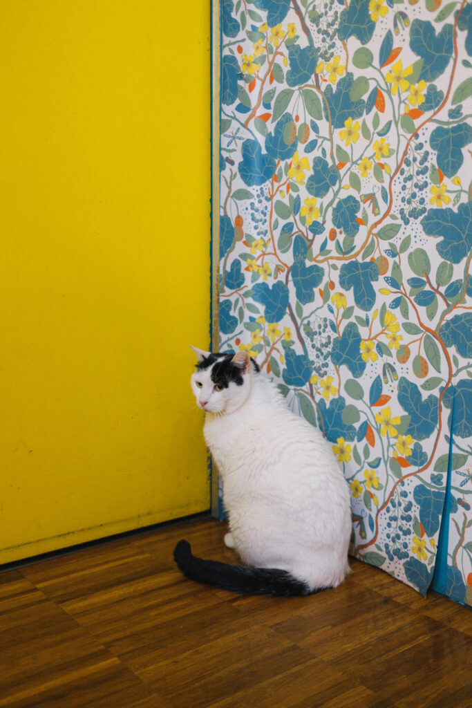 Crazy Cat Café