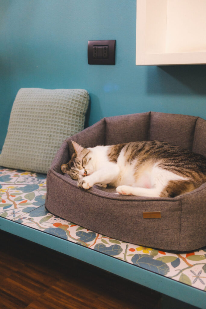 sleeping cat at the cat café
