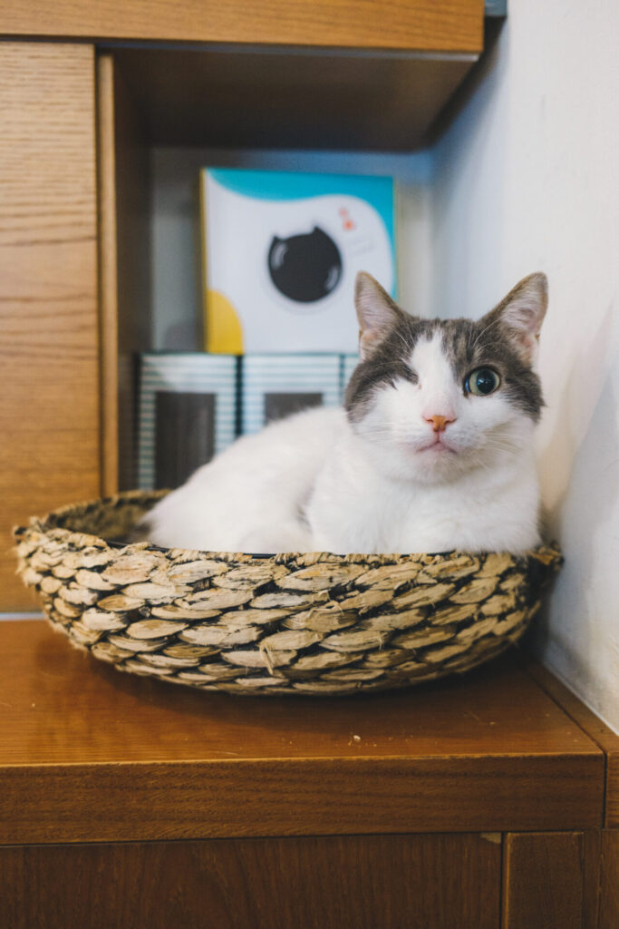Freddie from Crazy Cat Café in Milan