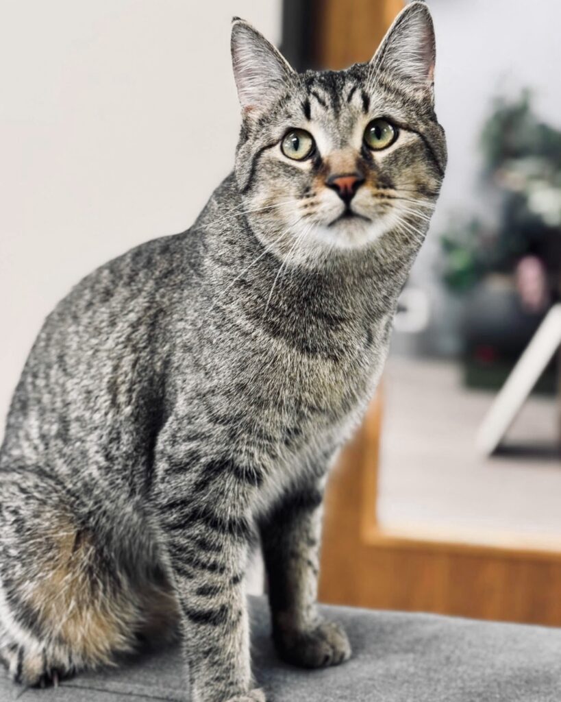 Avocato Catfe