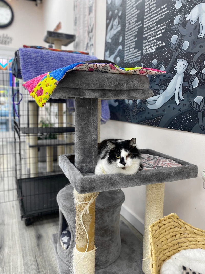 The Shabby Tabby cat café in Sayville, Long Island