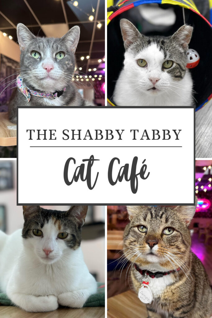 cat café Sayville Long Island