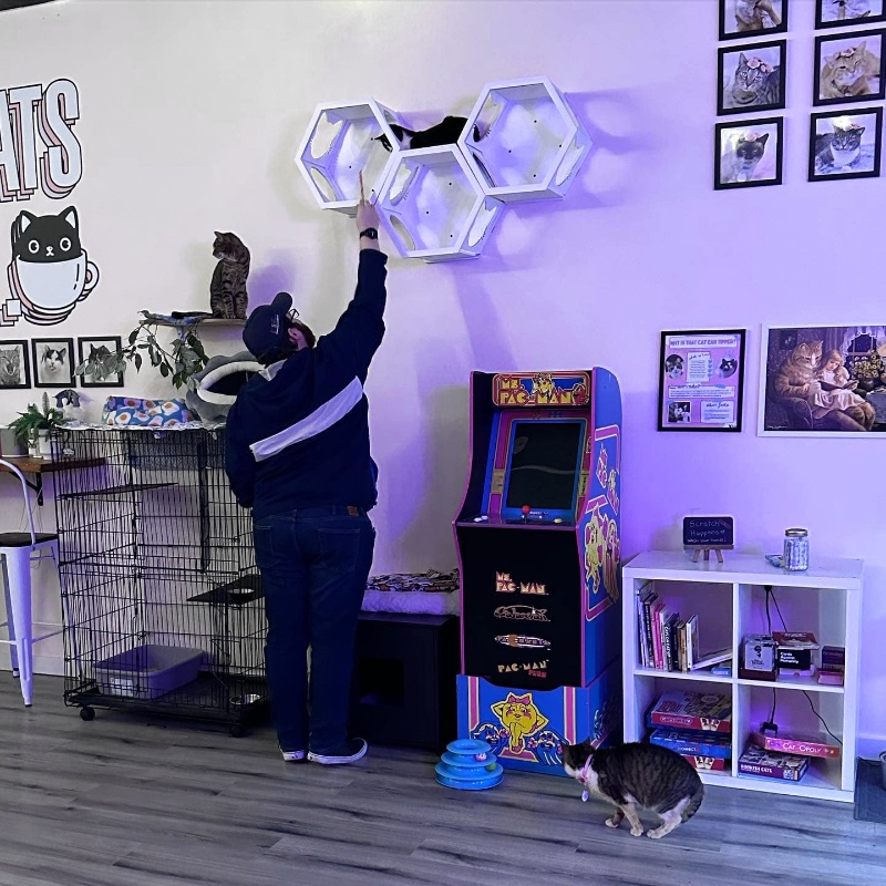 cat café Sayville