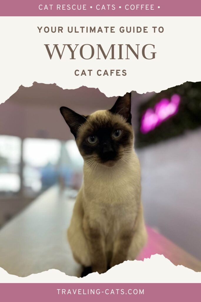 cat cafes in Wyoming