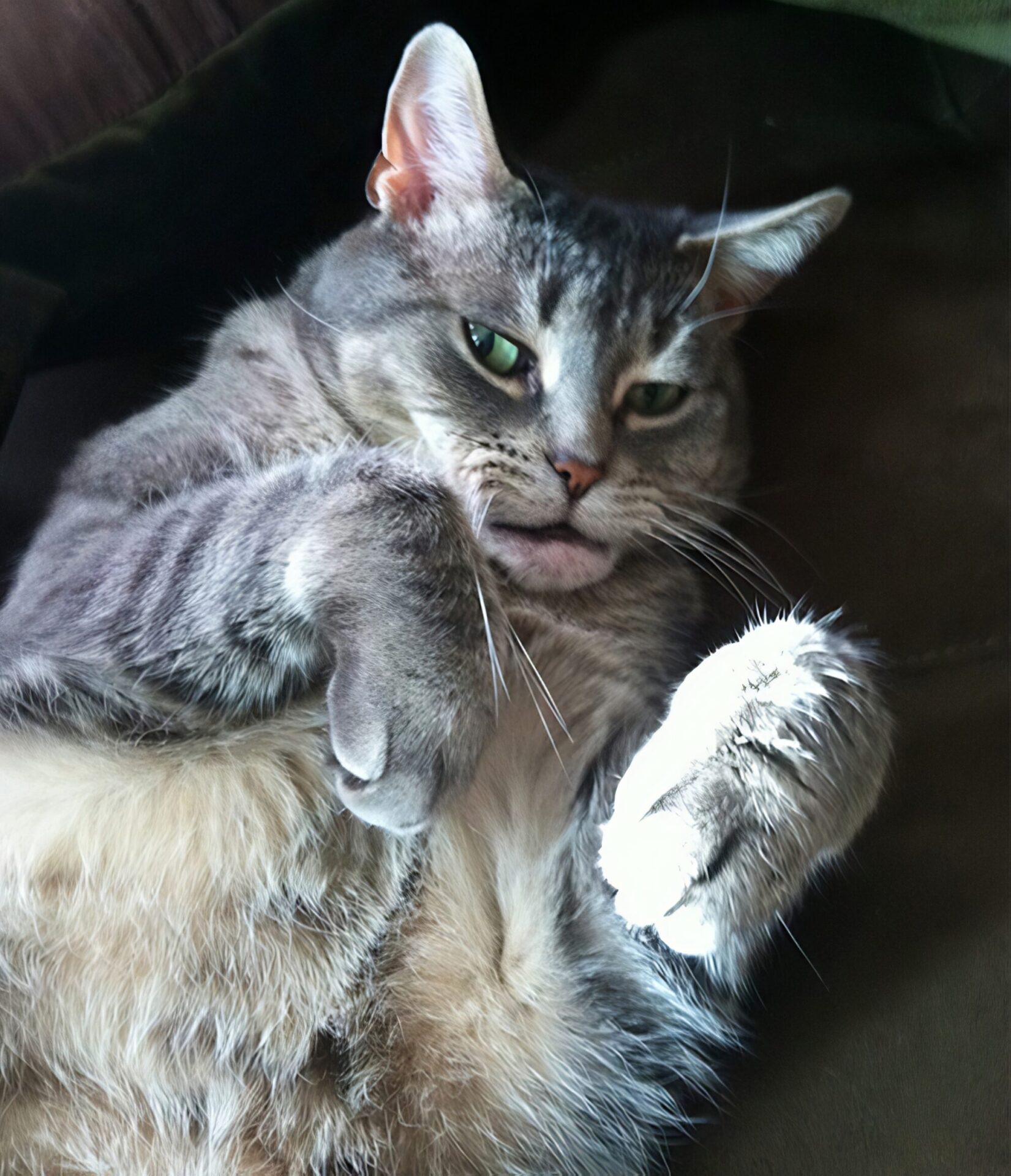 cat from Michigan