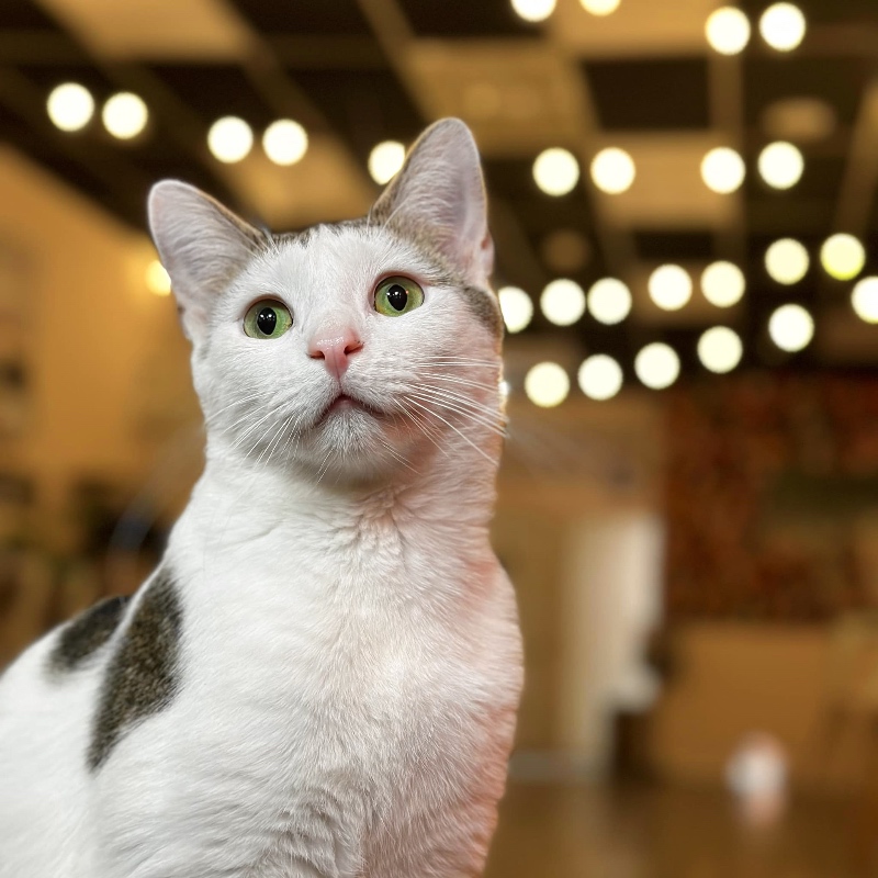 cat with fairy lights