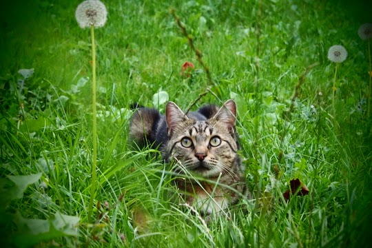 cat in grass