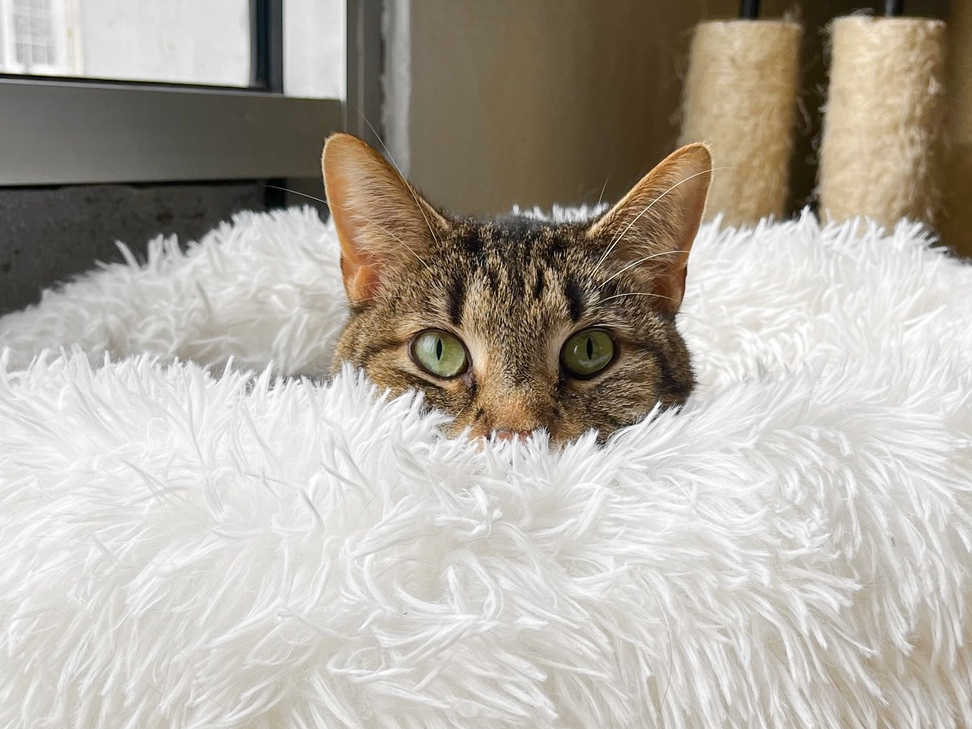 Catfe Lounge