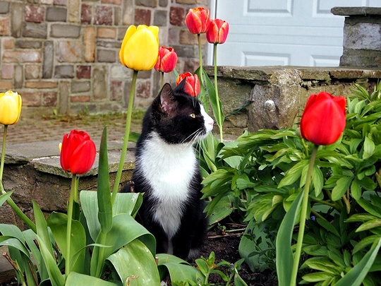 cat tulips