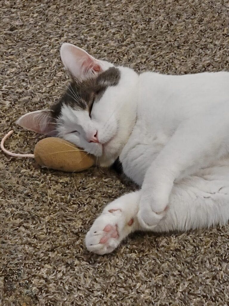 Catz N Coffee Connections in Cheyenne