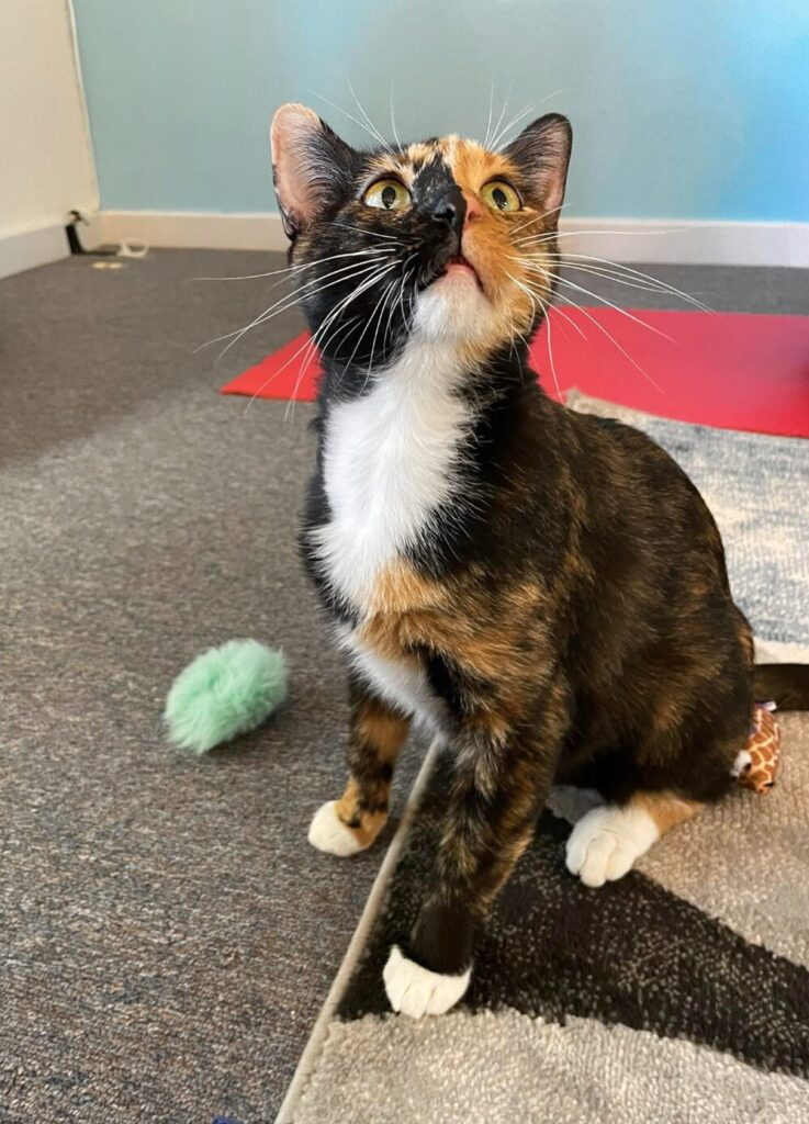 Catz N Coffee Connections in Cheyenne