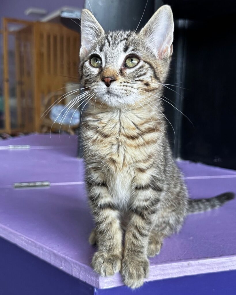 Constellation Cat Cafe