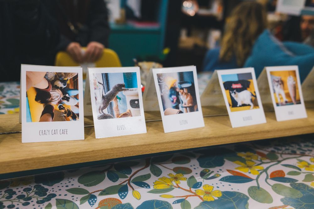 cats of Crazy Cat Café in Milan
