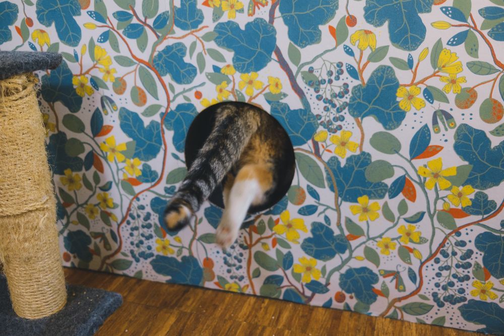 crazy cat