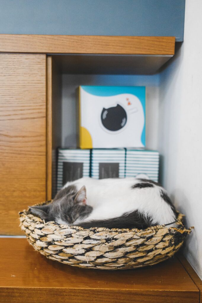 Freddie from Crazy Cat Café Milan